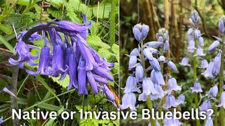 Is a bluebell a plant?