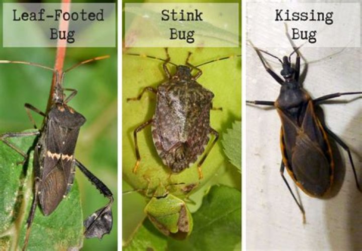 Is a leaf footed bug a stink bug?