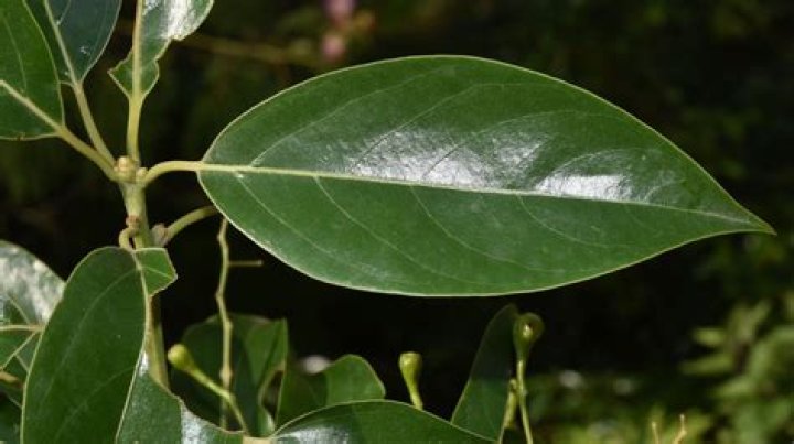 Is cinnamomum camphora edible?