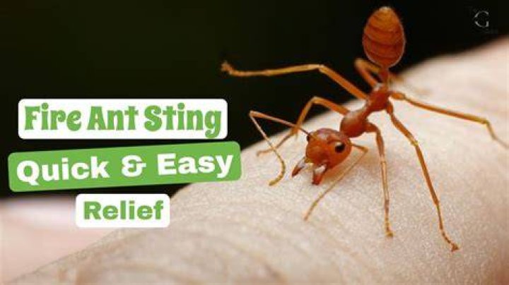Is fire ant sting?