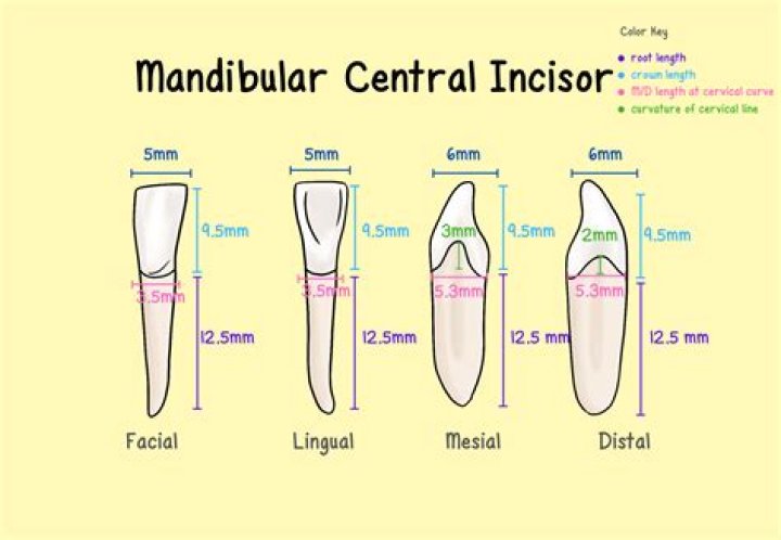 Is incisor a tooth?