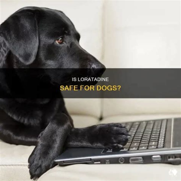 Is loratadine safe for dogs?