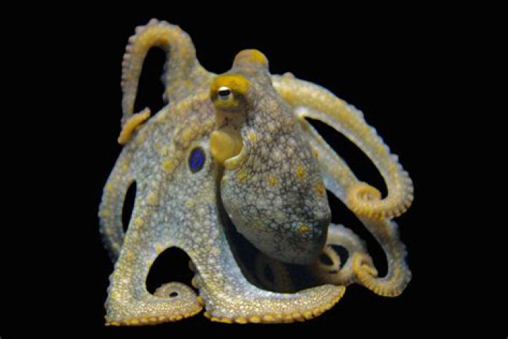 Is octopus an octopodes?