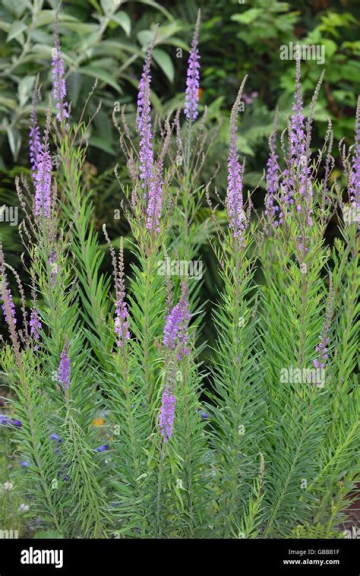Is purple toadflax a weed?