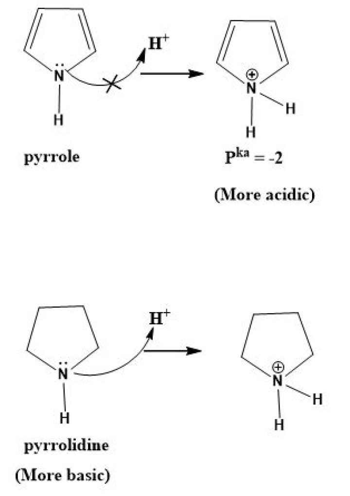Is pyrrolidine an acid or base?