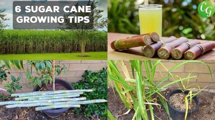 Is sugarcane good for dogs?