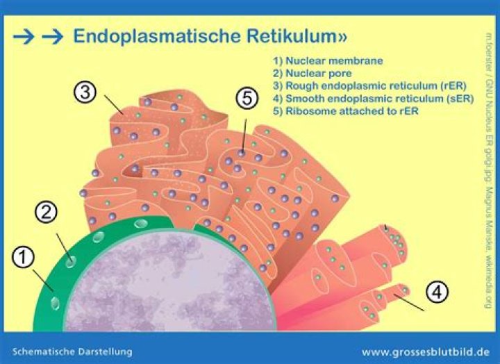 Was ist eine endoplasmic reticulum?