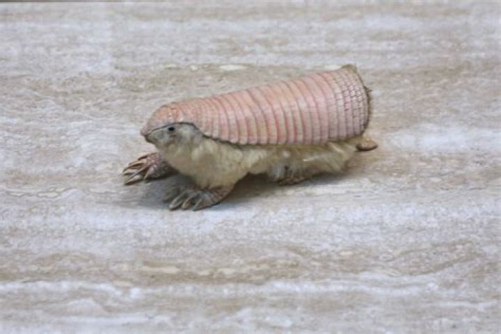 Were do armadillo live?