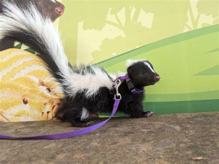 Were do skunks live?