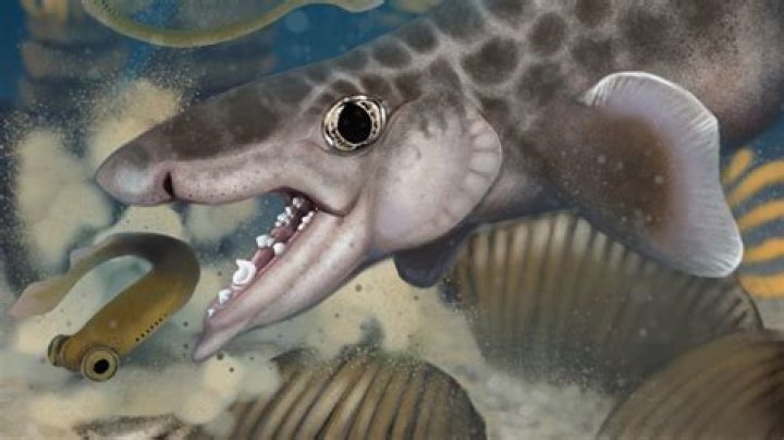 What animal gestates the longest?