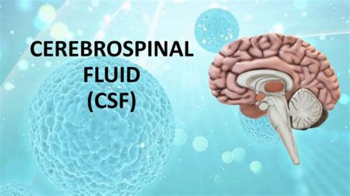 What cerebrospinal fluid does?