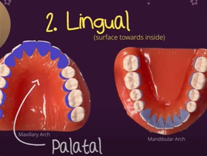 What does lingually mean in anatomy?