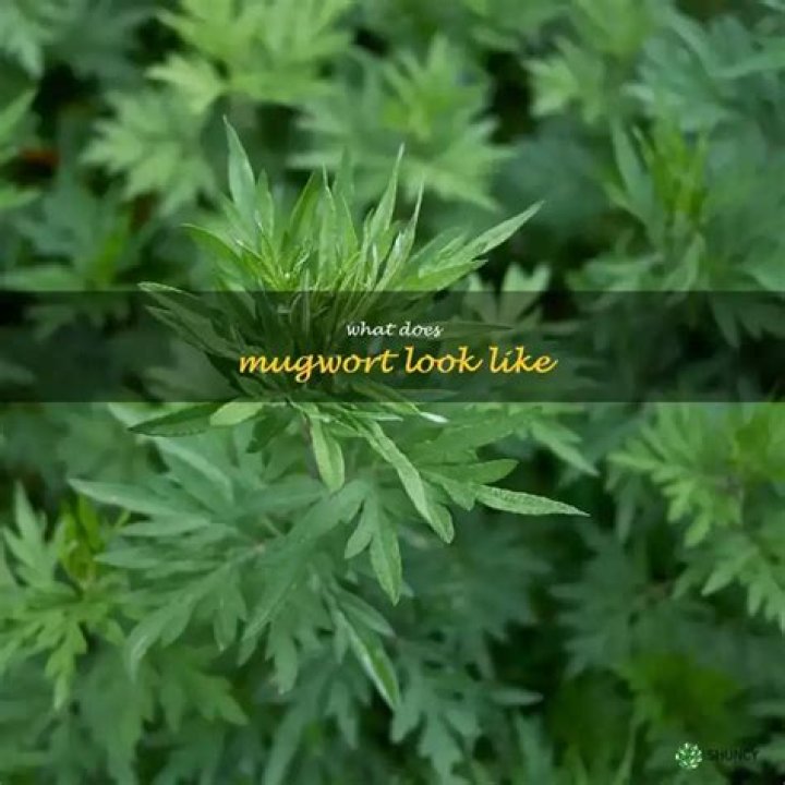 What does mugwort look like?
