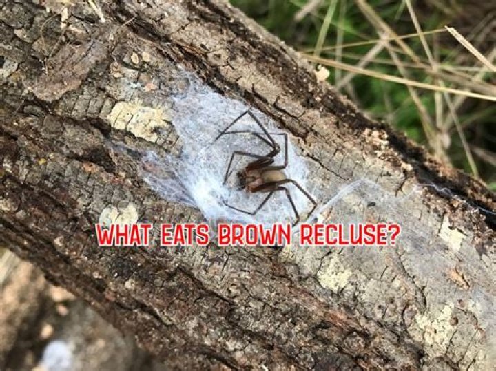 What eats brown recluse?
