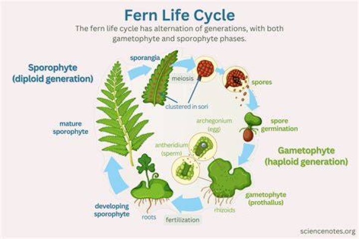 What germinates into a gametophyte?