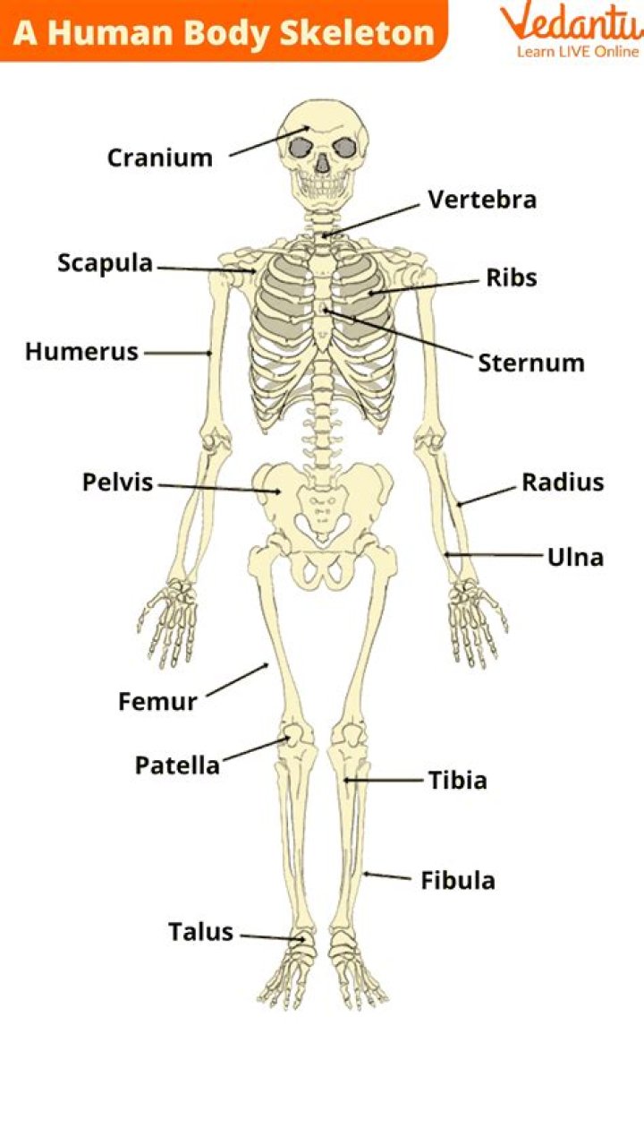 What is a skeleton?