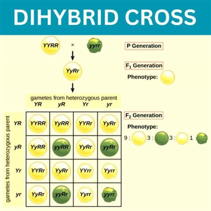 What is dihybrid cross with example?