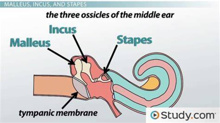 What is malleus in ear?