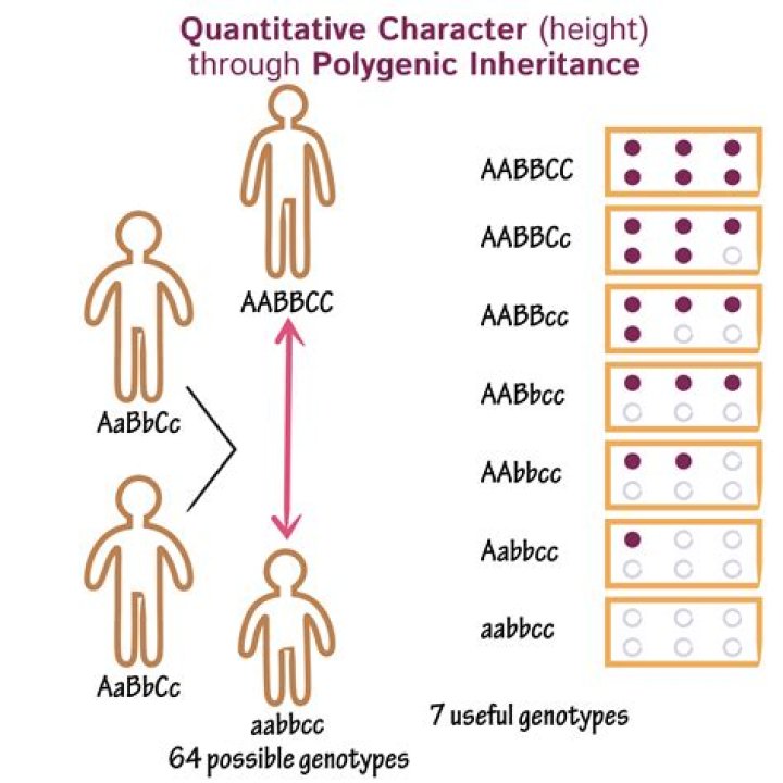 What is polygenic inheritance explain with an example?