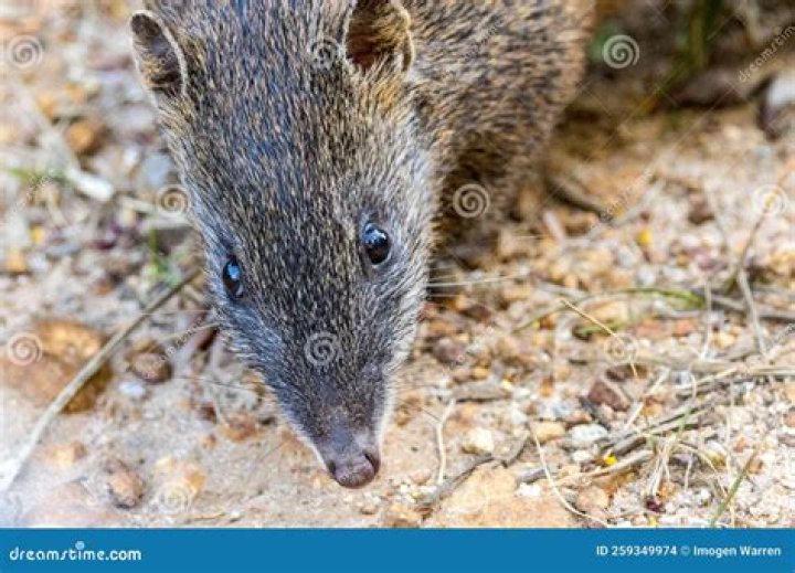 What is the difference between a rat and a quenda?