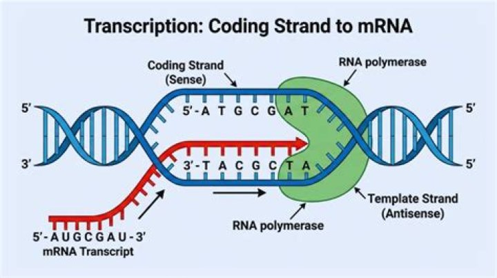 What is transcribed from dna?