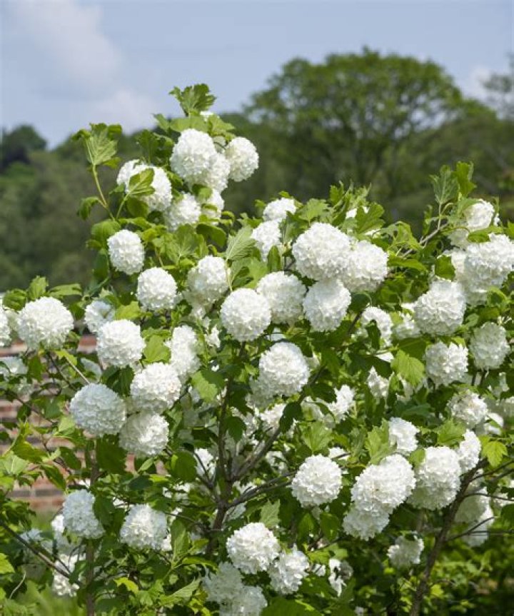 What is viburnum opulus used for?