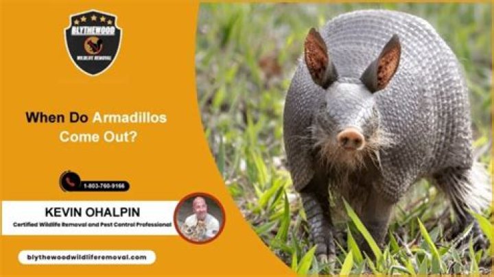 When do armadillos come out?
