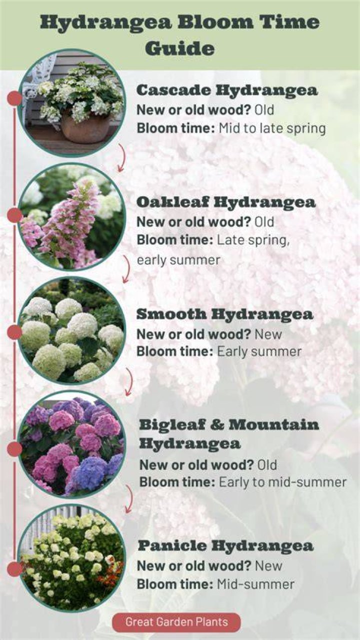When do hydrangeas bloom?