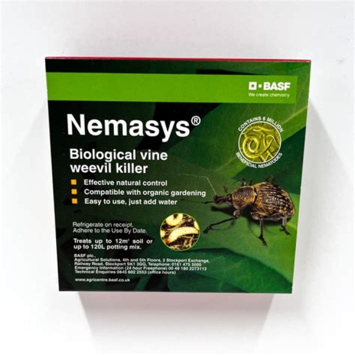 When to apply vine weevil nematodes?