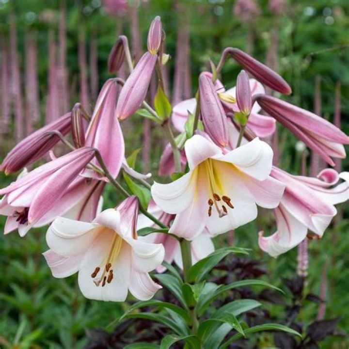 When to cut back arum lilies?