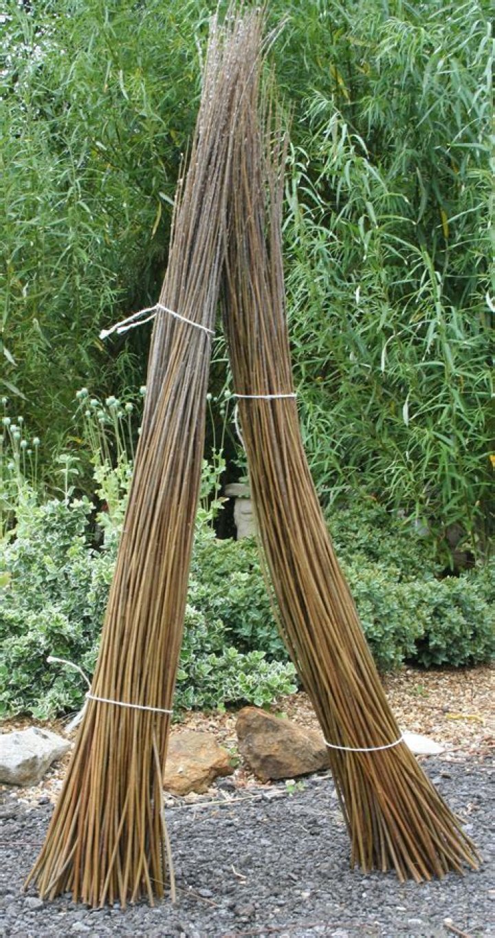 When to harvest willow for weaving?