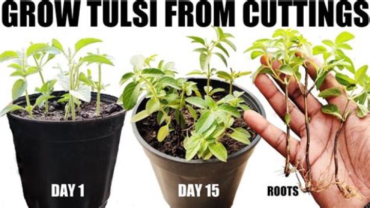 When to plant tulasi?