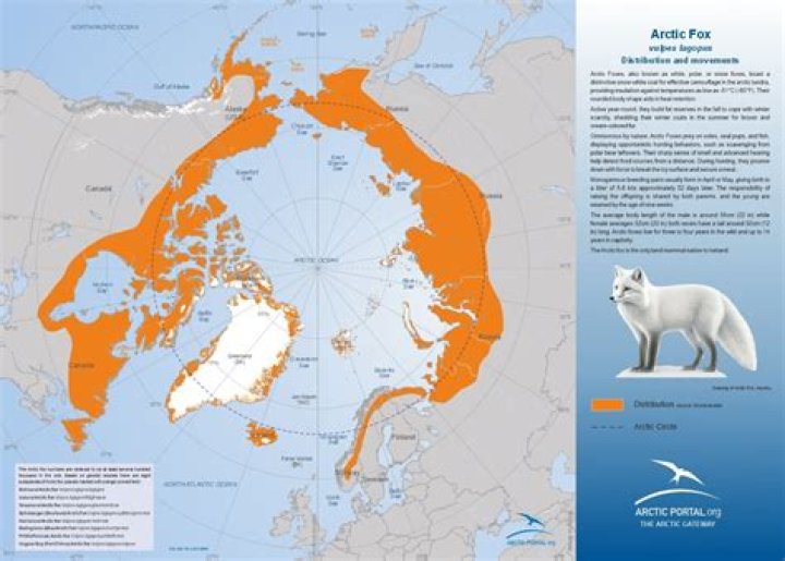 Where are foxes originally from?