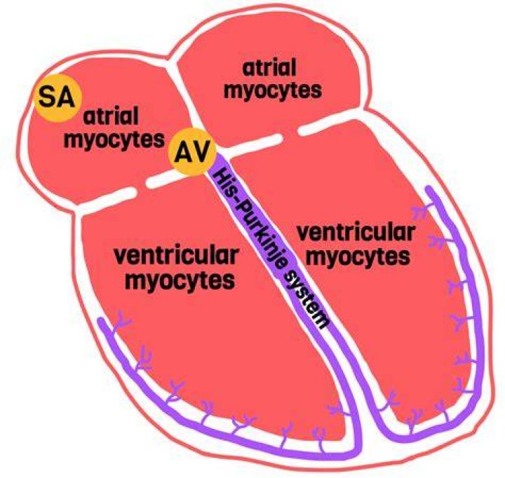 Where are myocytes located in the heart?