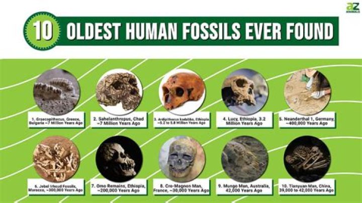 Where are the most fossils found?
