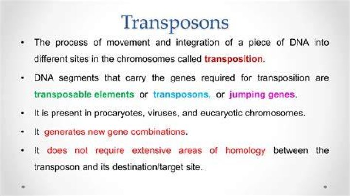 Where are transposons found?