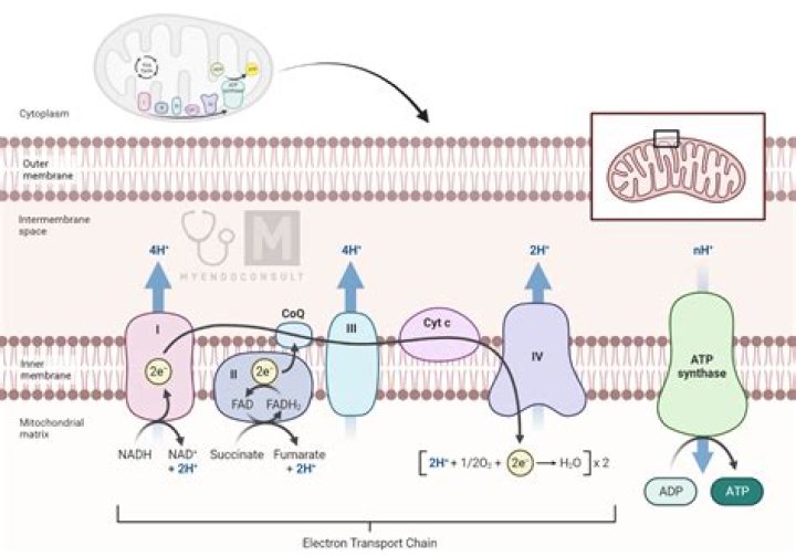 Where can flavoprotein be found?