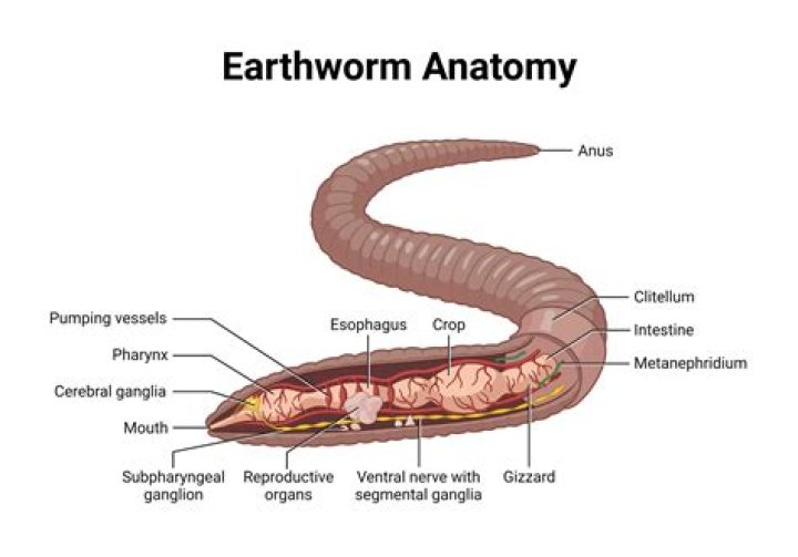 Where do segmented worms come from?