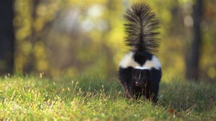 Where do skunks spray from?
