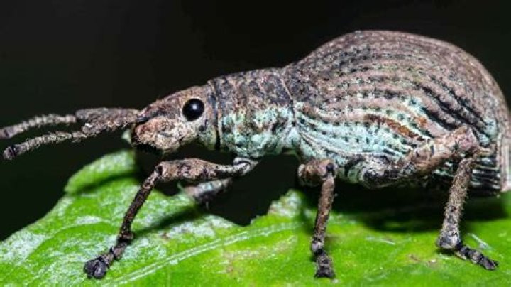 Where do weevils come from in flour?
