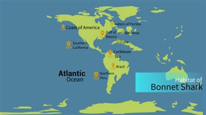 Where does a bonnethead shark live?