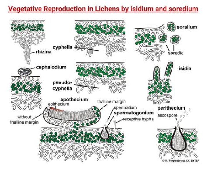 Where does crustose lichen grow?