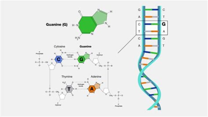 Where is guanine found?