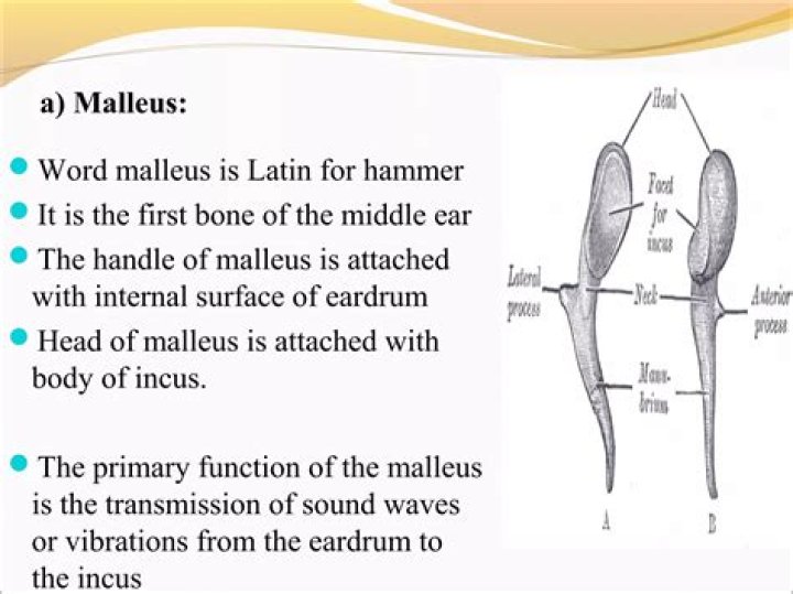 Where is the malleus attached?