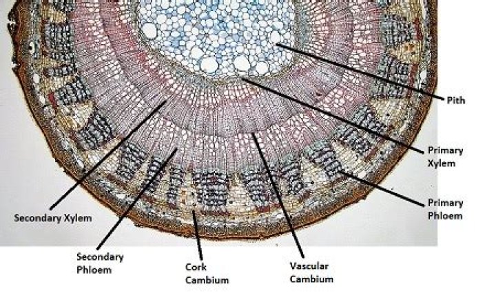 Where is vascular cambium found?
