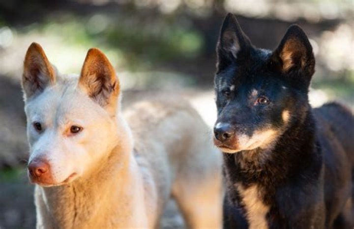 Which animal eats dingoes?