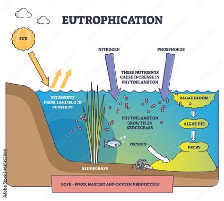 Which eutrophication has occurred is?