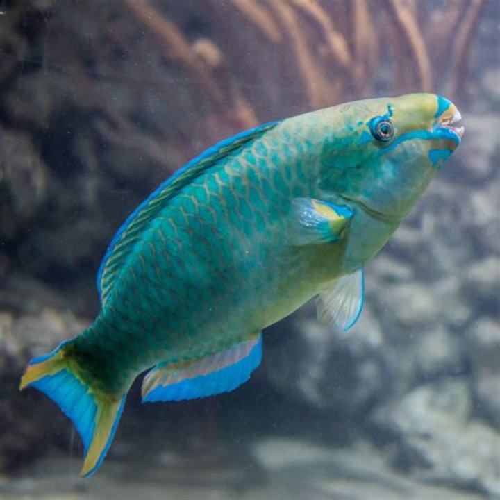 Which fish has green blood?
