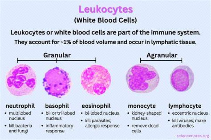Which granulocyte has a bilobed nuclei?