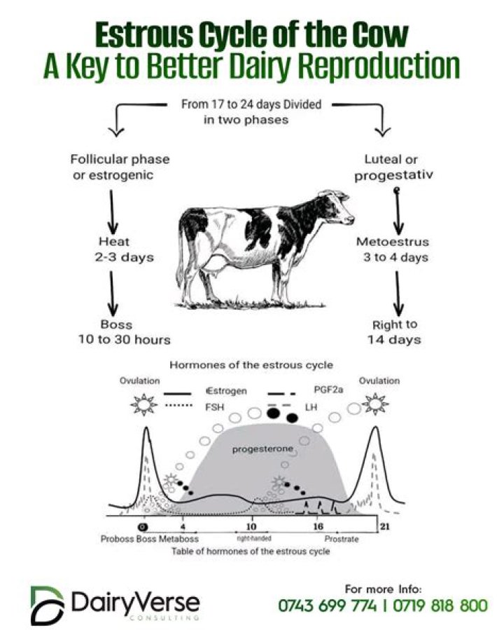 Which is the largest phase of estrous cycle in cow?